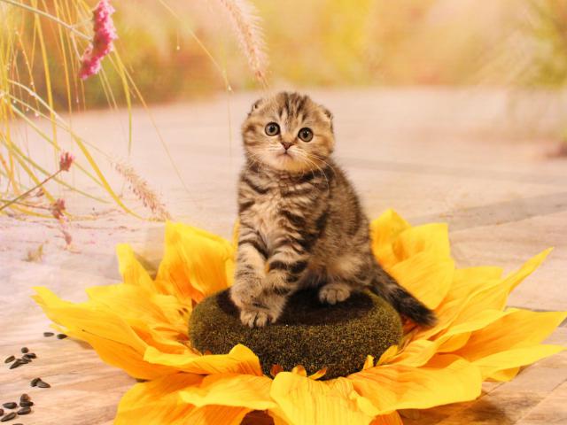 Продаю: Солнечные котята скоттиш Фолд фото3