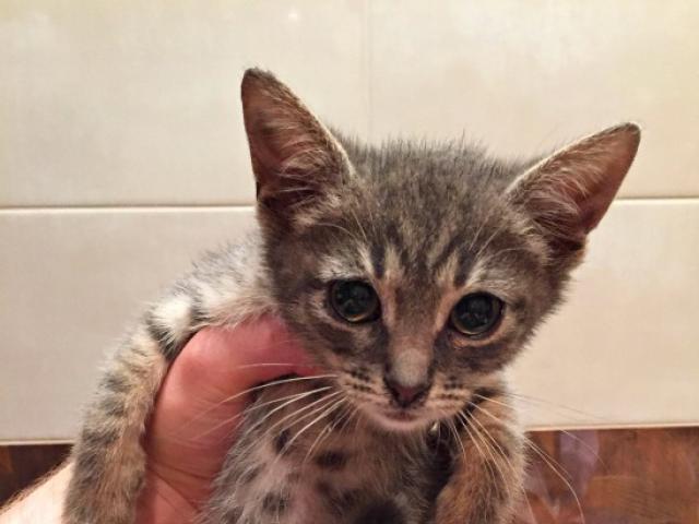 Отдам в дар: Котенок Бастин в дар, в добрые руки фото2