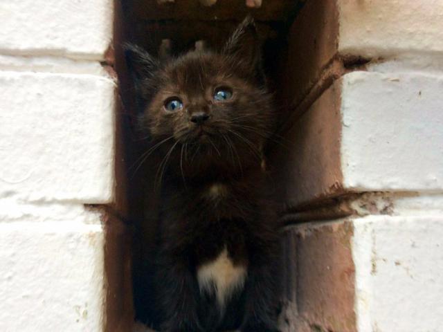 Отдам в дар: Котенок Мини в дар, в добрые руки фото3