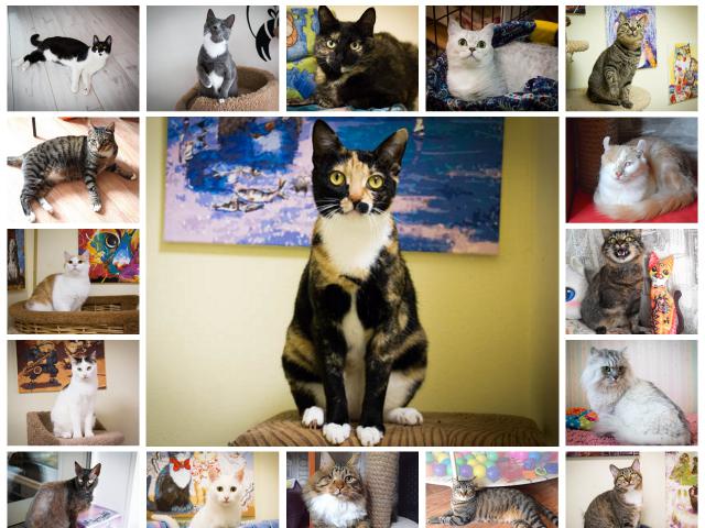 Отдам в дар: Кошки и коты фонда "УМКА" ждут своих хозяев 
