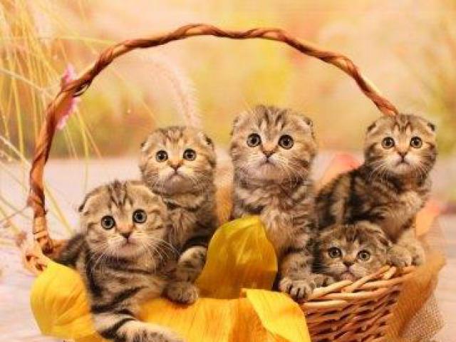 Продаю: Великолепные мраморные котята скоттиш-фолды