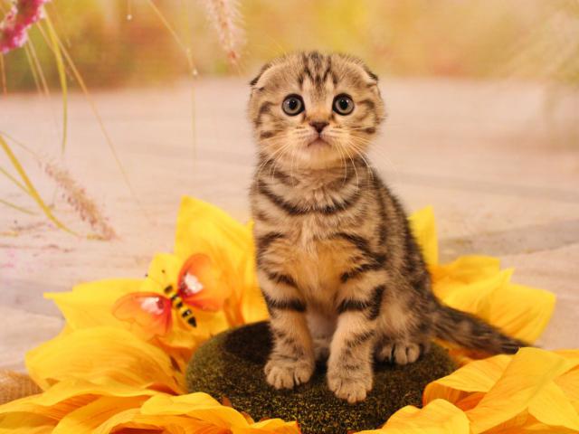 Продаю: Великолепные мраморные котята скоттиш-фолды фото3