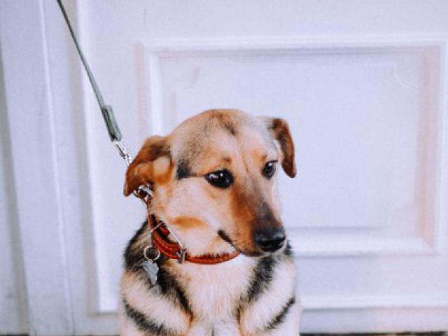 Отдам в дар: Собака Притти в дар, в добрые руки фото3