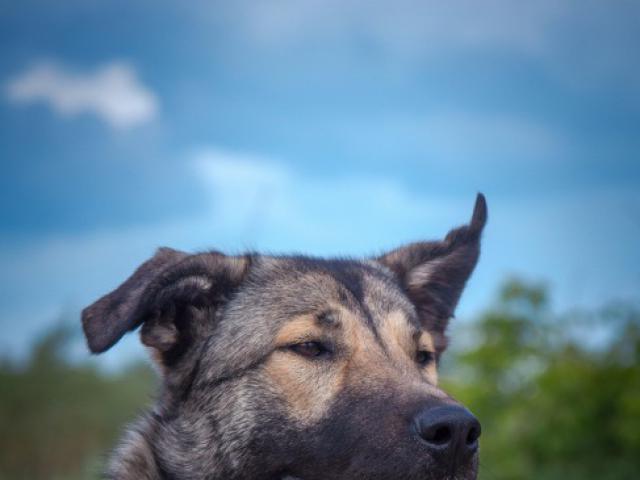 Отдам в дар: Крупная собака Кьяра в добрые руки фото2