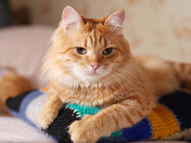 Отдам в дар: Роскошный рыжий котик Шер-Хан в дар