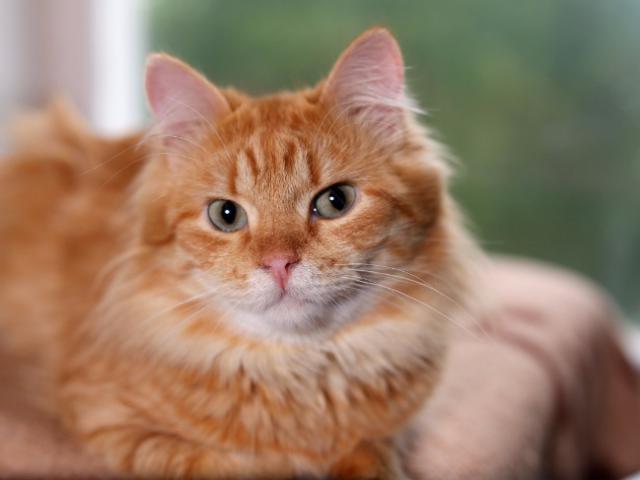 Отдам в дар: Роскошный рыжий котик Шер-Хан в дар фото2