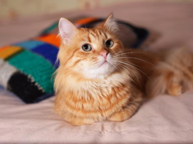 Отдам в дар: Роскошный рыжий котик Шер-Хан в дар фото3