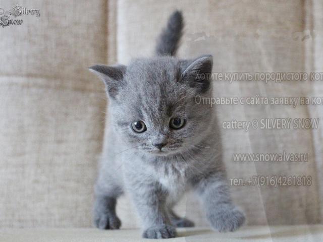 Продаю: Голубые британские котята От Заводчика фото3