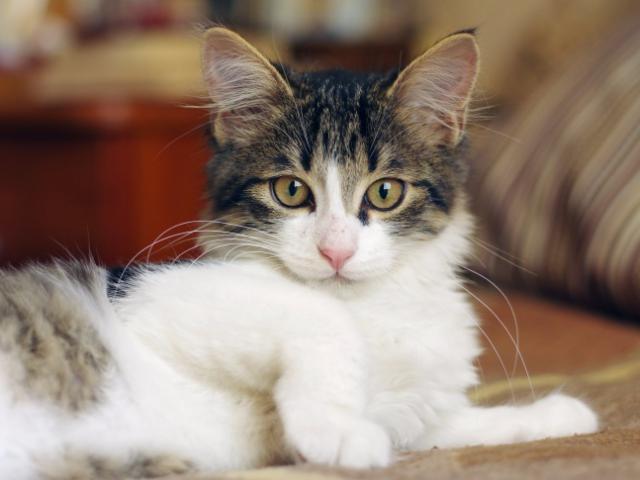 Отдам в дар: Красивый котенок Сильвер в добрые руки
