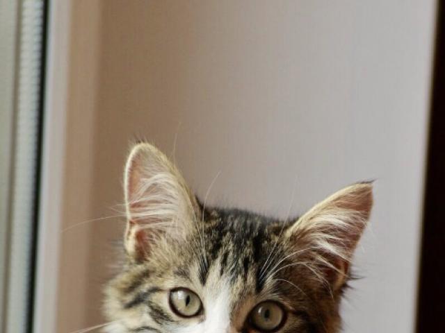 Отдам в дар: Красивый котенок Сильвер в добрые руки фото2