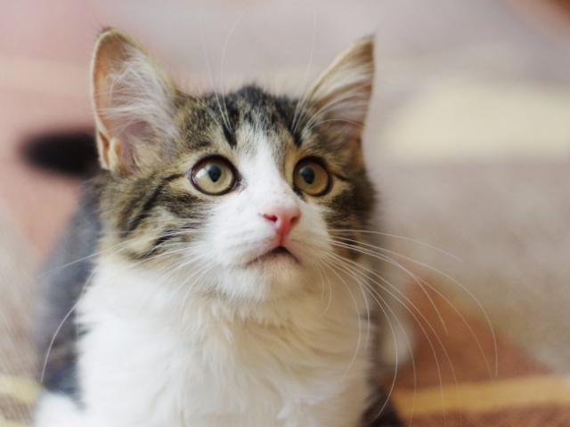 Отдам в дар: Красивый котенок Сильвер в добрые руки фото3