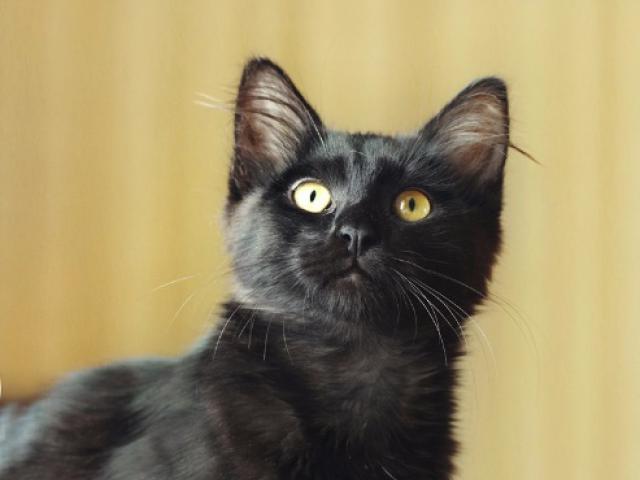 Отдам в дар: Черный котенок Черри в добрые руки фото2