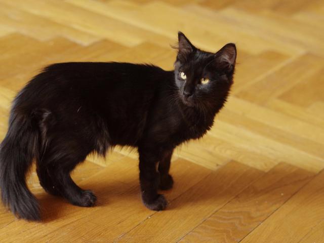 Отдам в дар: Черный котенок Черри в добрые руки фото3