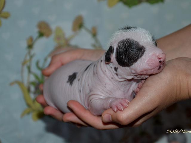 Продаю: Щенки мексиканской голой собаки мини фото2