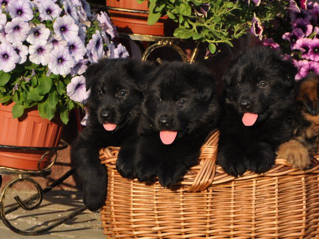 Продаю: Богатый выбор черных щенков немецкой овчарки фото2