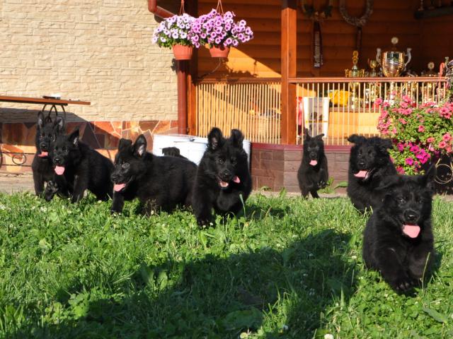 Продаю: Богатый выбор черных щенков немецкой овчарки фото3