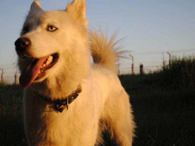 Якутская лайка - порода собаки: фото, описание, свойства, размер ...