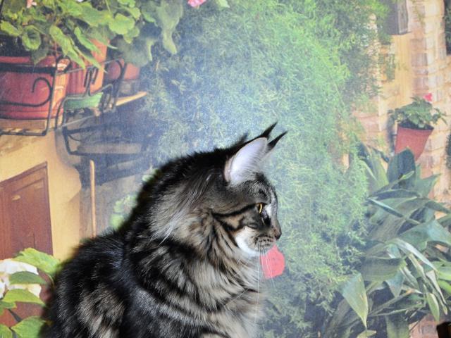 Продаю: Клубные котята красавицы мейн-куны фото2