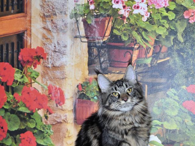 Продаю: Клубные котята красавицы мейн-куны фото3
