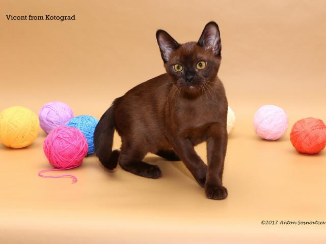 Продаю: Бурманский котик соболиного окраса фото3
