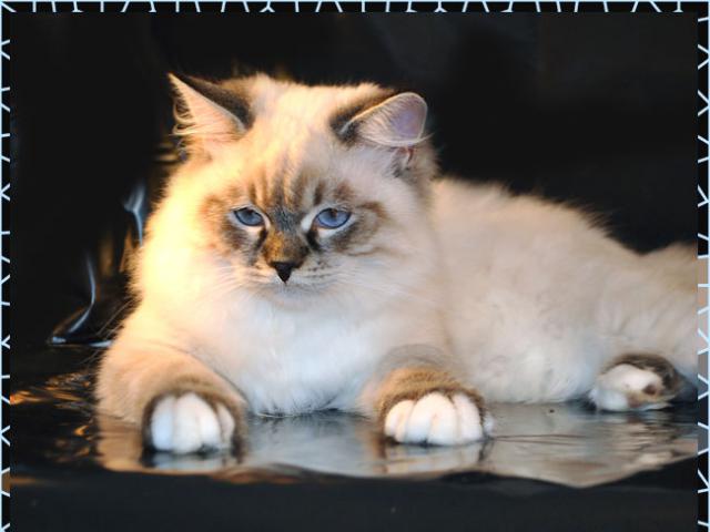 Продаю: Сибирские котята колорных окрасов