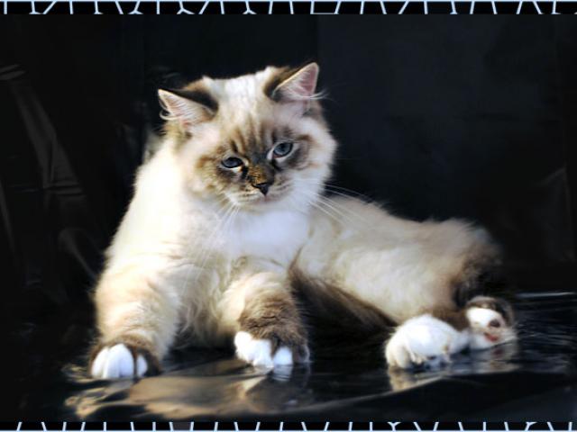 Продаю: Сибирские котята колорных окрасов фото2