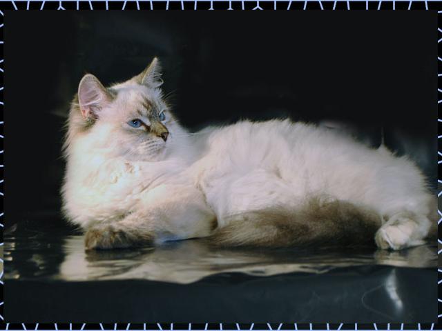 Продаю: Сибирские котята колорных окрасов фото3