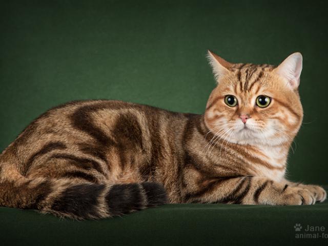 Вязка: Титулованный золотой британский кот на вязку