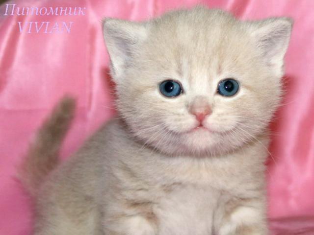 Продаю: Британские котята персиковый мрамор из питомника