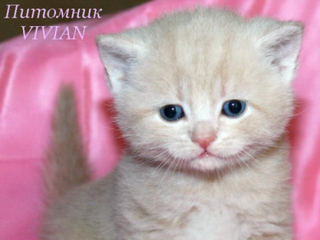 Продаю: Британские котята персиковый мрамор из питомника фото2