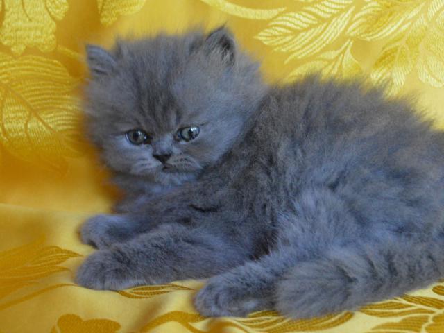 Продаю: Предлагаем котят персидской породы