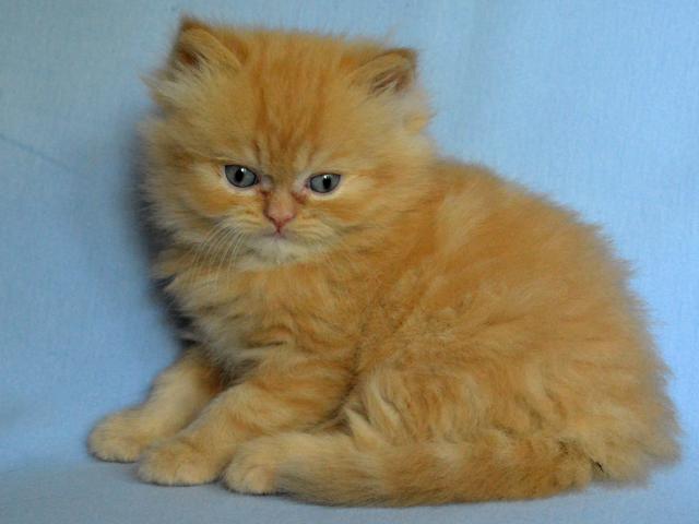 Продаю: Предлагаем котят персидской породы фото3