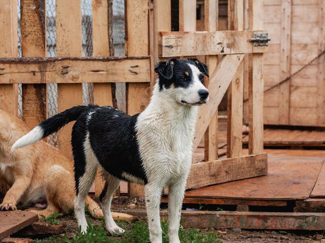 Потерялся/Нашелся: Пропала собака в Закамске