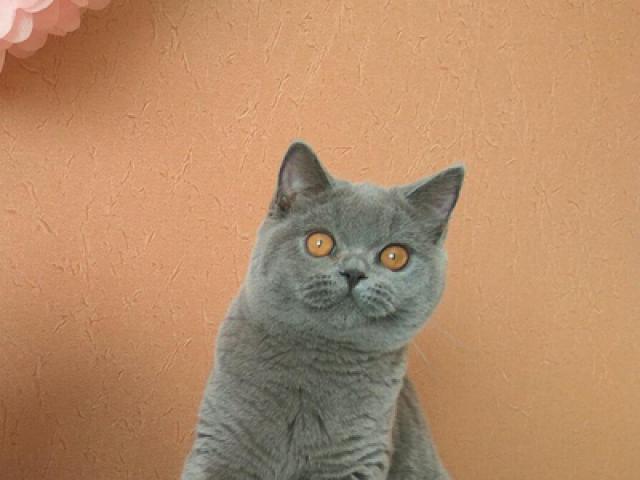 Продаю: Голубой британский котик