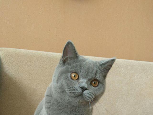 Продаю: Голубой британский котик фото2