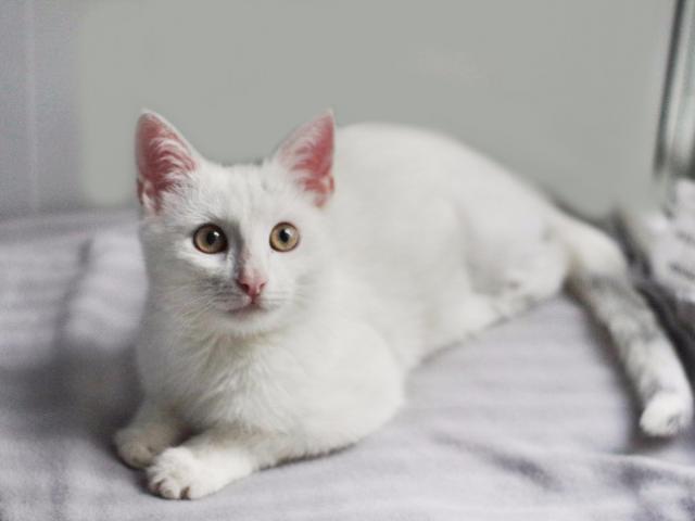 Отдам в дар: Невероятно красивый котенок Айс ищет дом