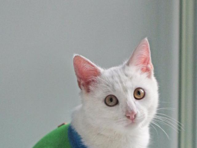 Отдам в дар: Невероятно красивый котенок Айс ищет дом фото2