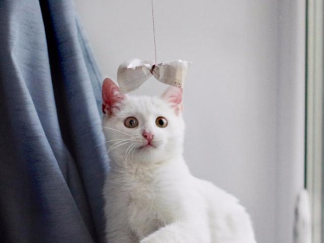 Отдам в дар: Невероятно красивый котенок Айс ищет дом фото3