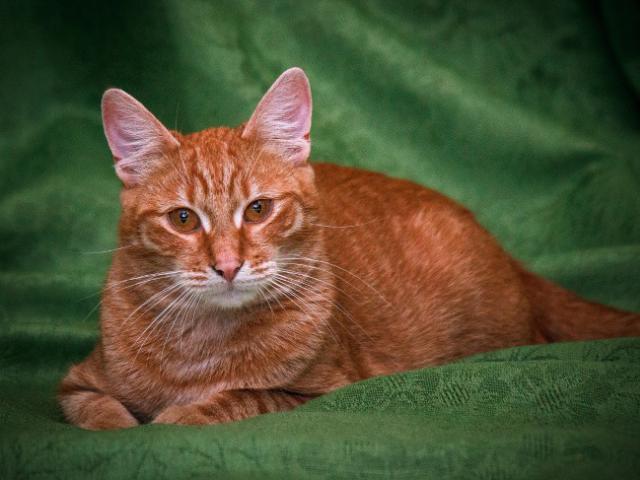Отдам в дар: Рыжий котик Элвис ищет самую лучшую семью фото3