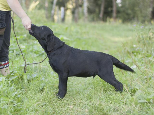 Продаю: Подрощенные щенки Лабрадора черные 5мес, питомник фото3