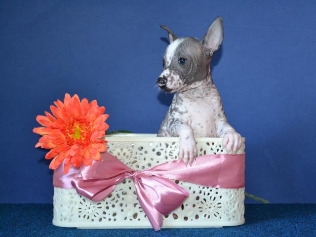 Продаю: Шикарные щенки мини мексиканской голой собаки фото3