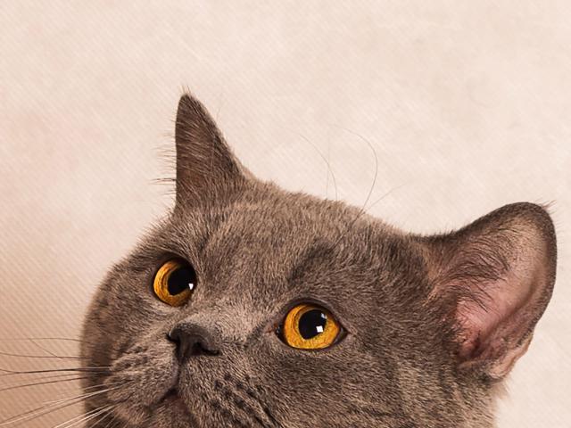 Вязка: Кот для вязки фото3
