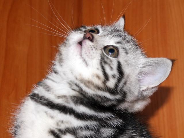 Продаю: Британские котята черный мрамор на серебре фото2