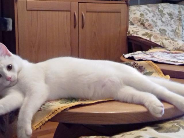 Отдам в дар: Ищет дом белый котенок Снежок фото3