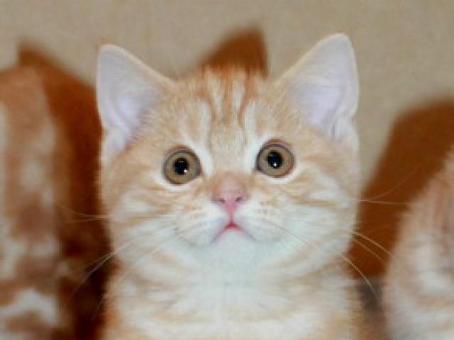 Продаю: Британские котики красный мрамор с документами фото2