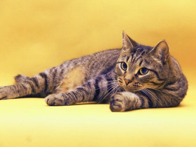 Отдам в дар: Василиус - Эрмитажный кот фото1