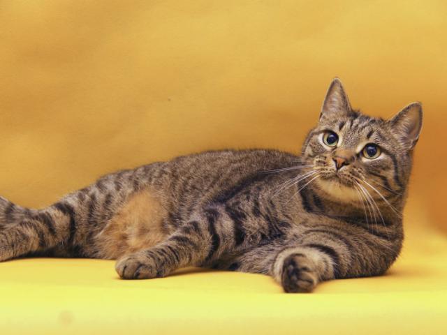 Отдам в дар: Василиус - Эрмитажный кот фото3