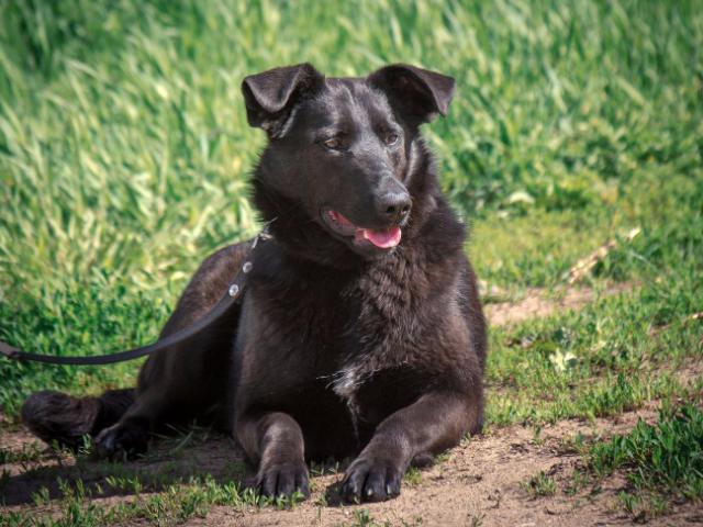 Отдам в дар: Чёрная собака в добрые руки фото3
