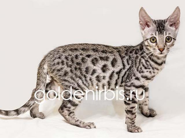 Продаю: Котята Саванны - серебристые домашние леопарды