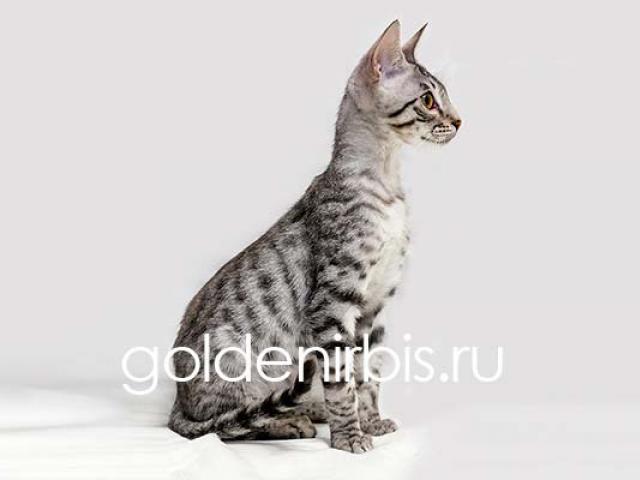 Продаю: Котята Саванны - серебристые домашние леопарды фото2